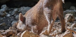 GraalVM 22.0 digs up fresh Truffle APIs, better heap isolation