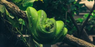 Python testing tool makes strides to shed old dependencies as v7.0 rises