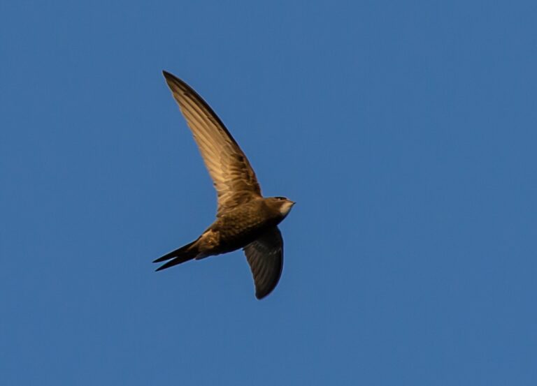 Swift 5.5 tries to grab devs’ interest with asynchronicity and concurrency features